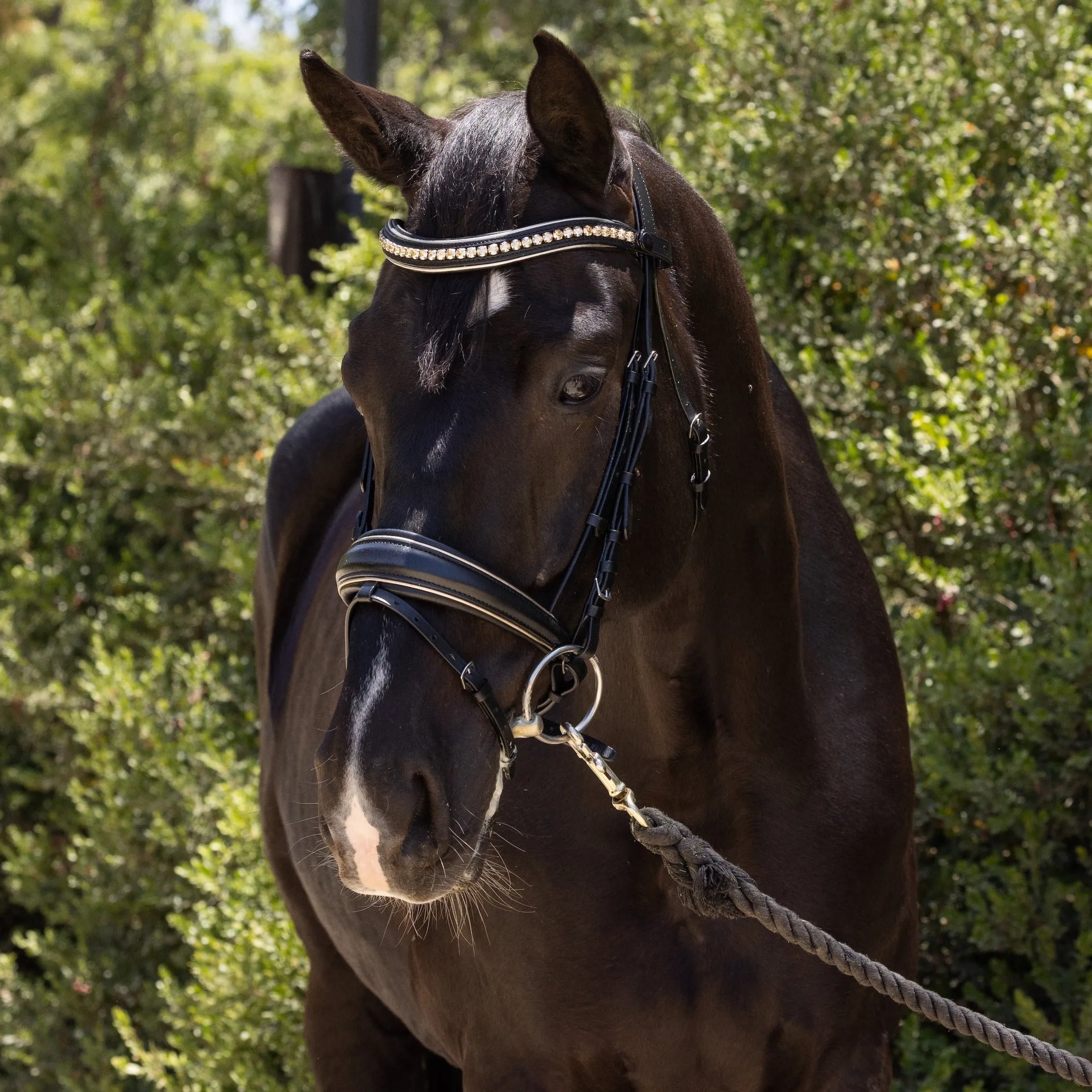 Holiday Gold Black Leather Snaffle Bridle