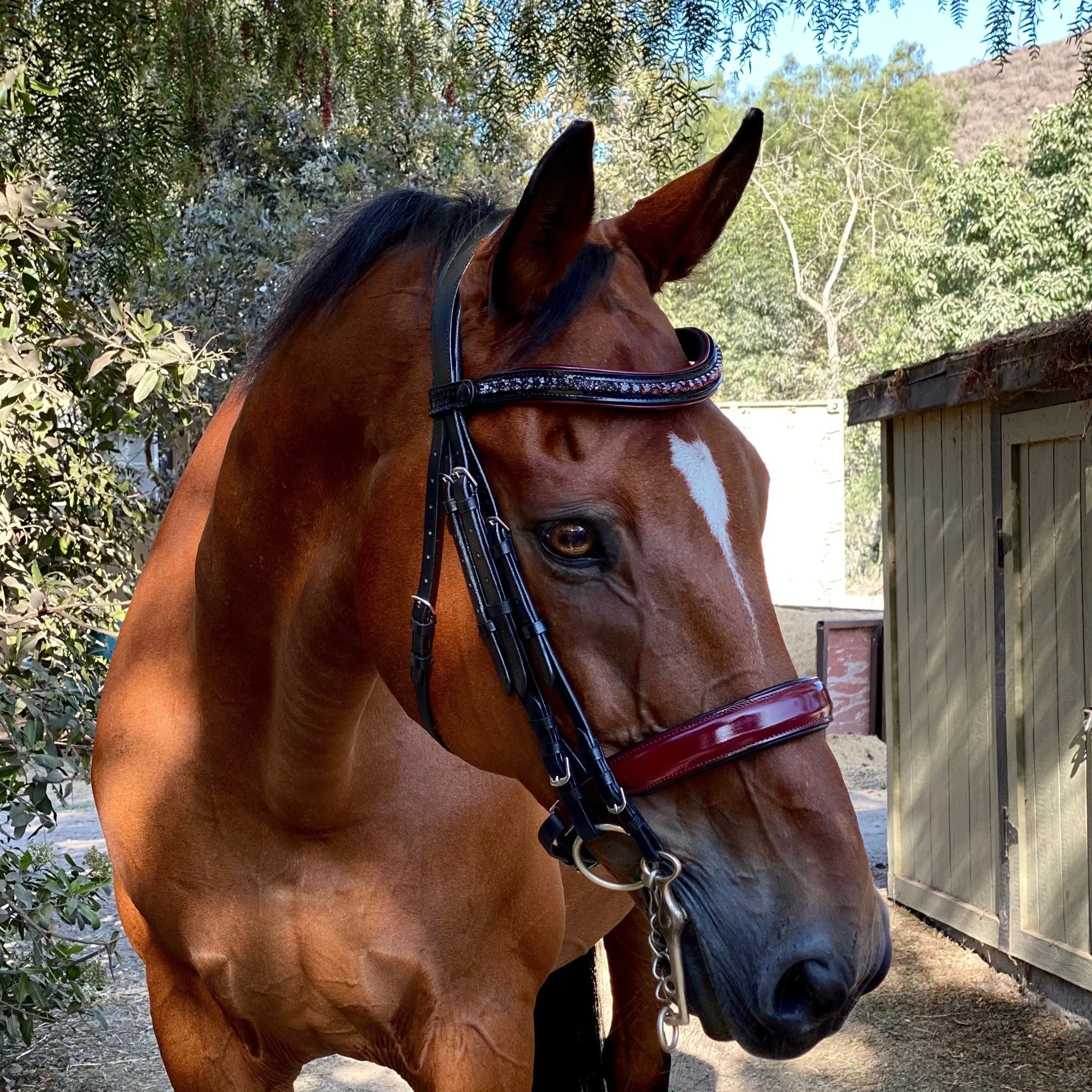 Rosewood - Burgundy Patent Double Bridle