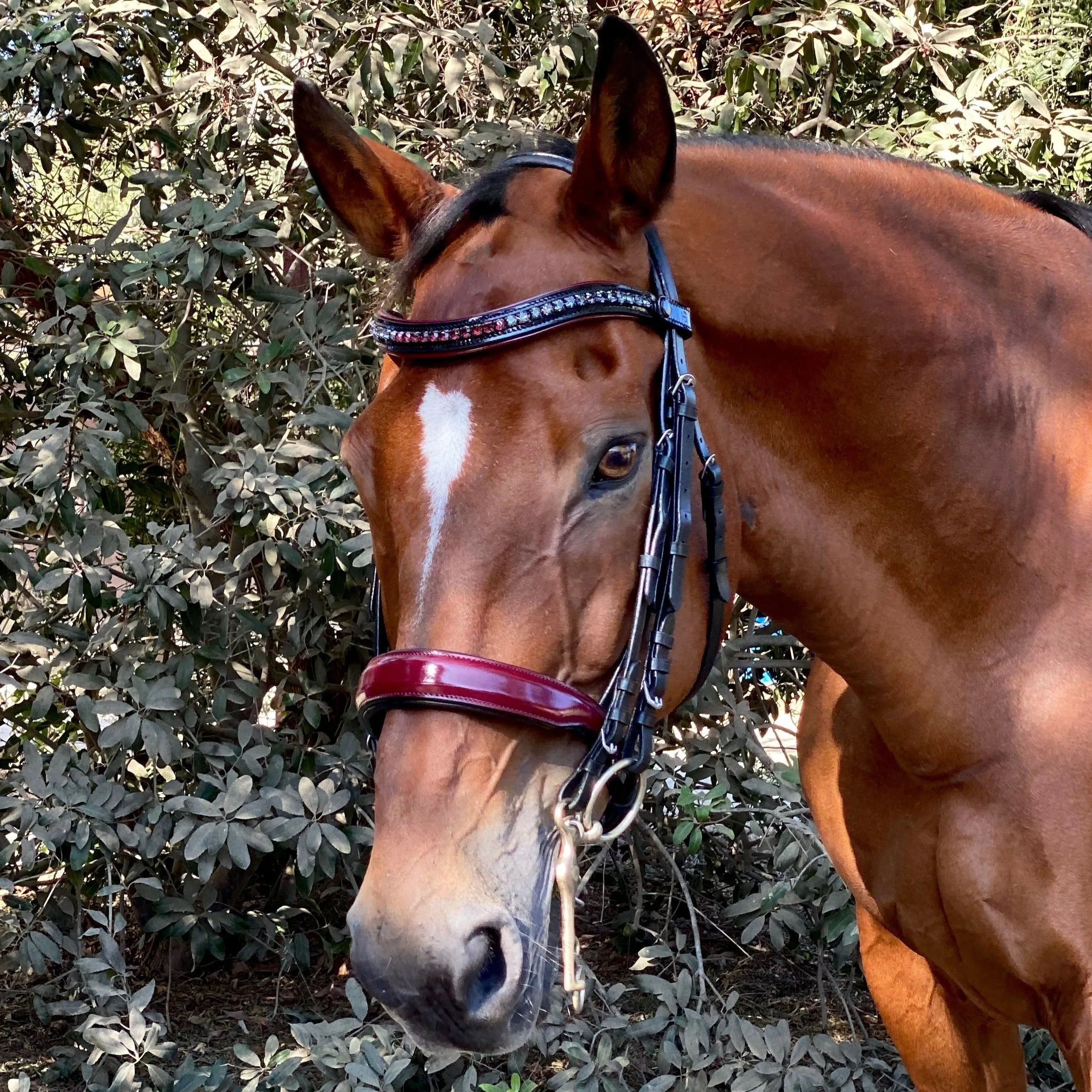 Rosewood - Burgundy Patent Double Bridle